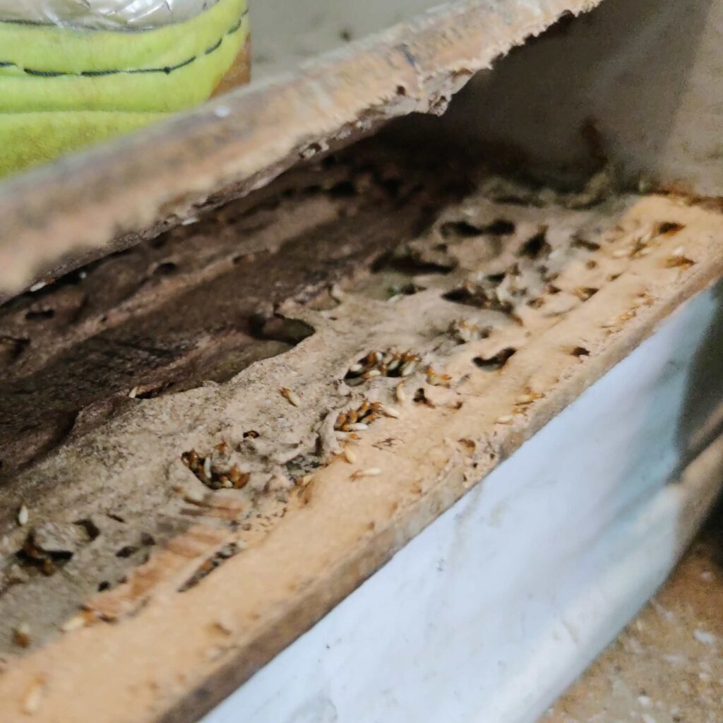 Bajandoh Pest Control