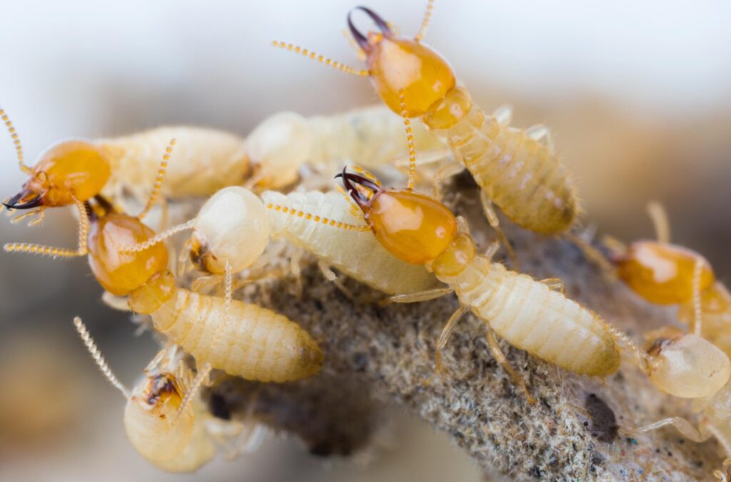 Excel Pest Control & Termite Extermination