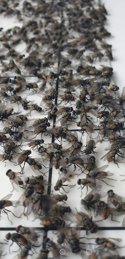 PESTGROUP Pest Control Tawau